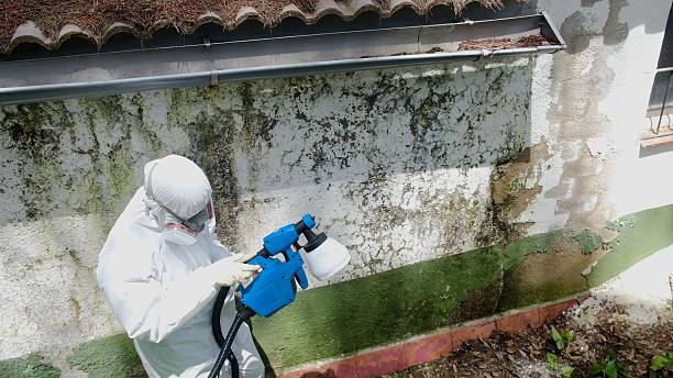 Trusted Bathroom Mold Removal service in Holbrook, AZ - Cheap Mold Removal